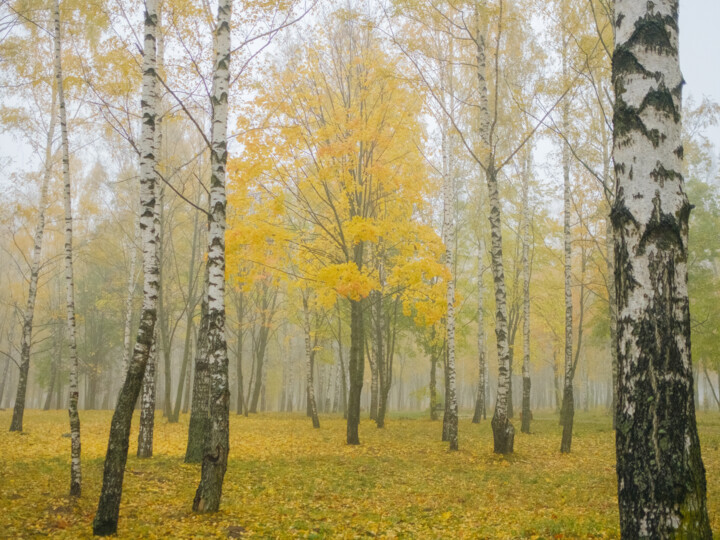 Photographie intitulée "lonely maple among…" par Boris Belkania, Œuvre d'art originale, Photographie numérique