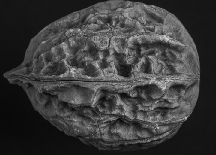 Photographie intitulée "Walnut" par Boris Belkania, Œuvre d'art originale, Photographie numérique