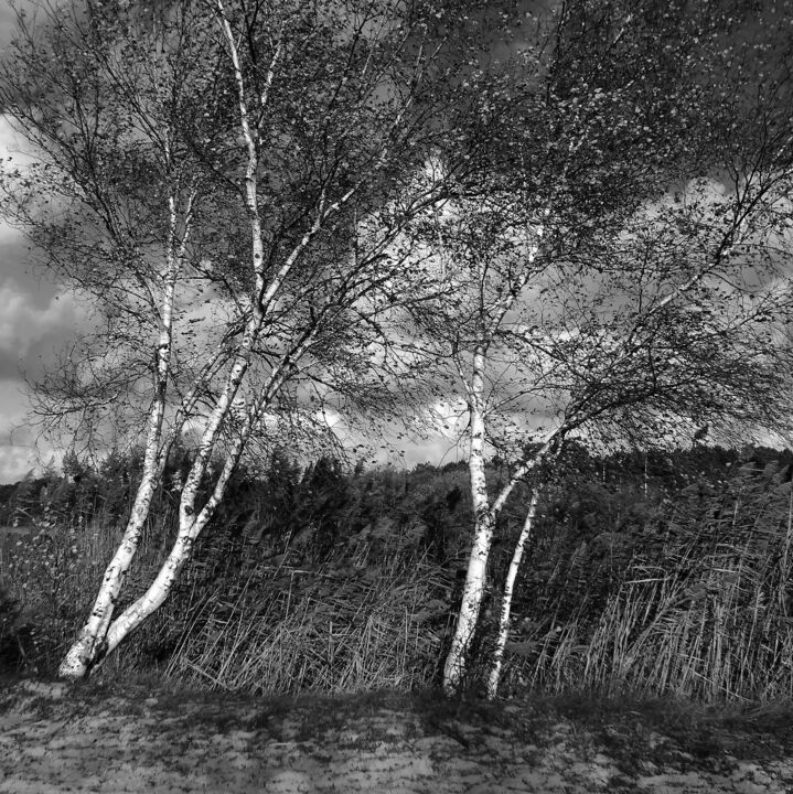 Fotografia intitolato "Les arbres blancs" da Boris Barbey, Opera d'arte originale, Fotografia digitale