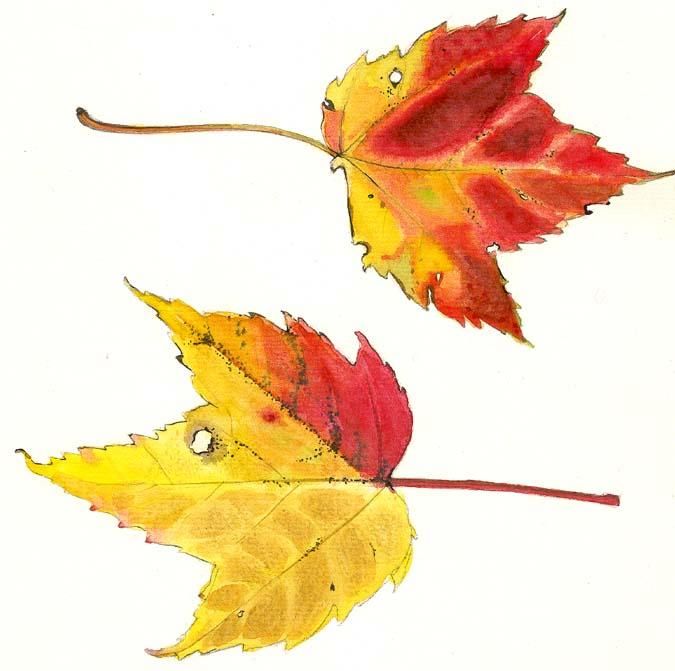 Painting titled "maple leafs" by Kipik, Original Artwork