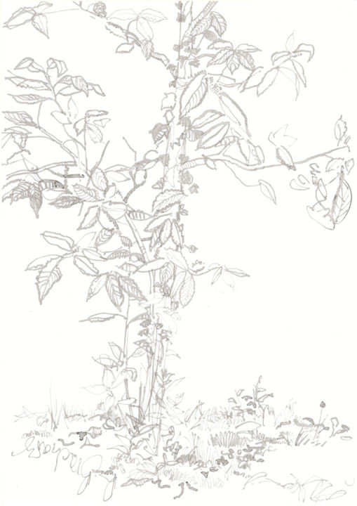 Drawing titled "d70-serie-des-arbre…" by Richard Brachais, Original Artwork
