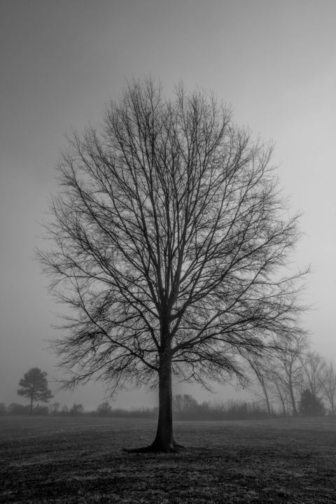 Photographie intitulée "Tree-img-0043" par Brian Brown, Œuvre d'art originale