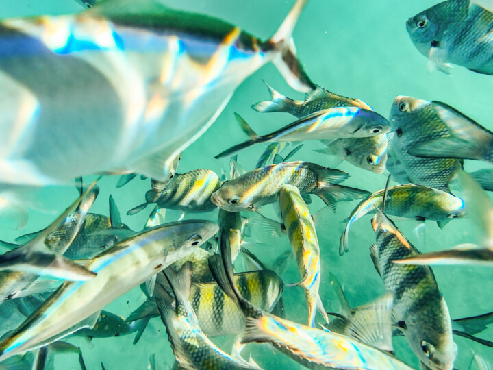 Photographie intitulée "Le banc de poisson" par Brigitte Marcotte, Œuvre d'art originale, Photographie numérique