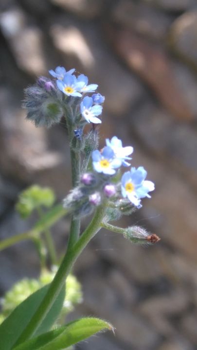 Photographie intitulée "Tendre Myosotis" par Brigitte Mathé (MBL), Œuvre d'art originale