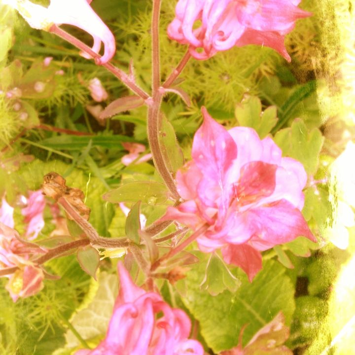 Фотография под названием "Ancolies roses" - Brigitte Mathé (MBL), Подлинное произведение искусства