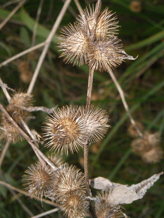 Photographie intitulée "Fanaison-4" par Brigitte Mathé (MBL), Œuvre d'art originale