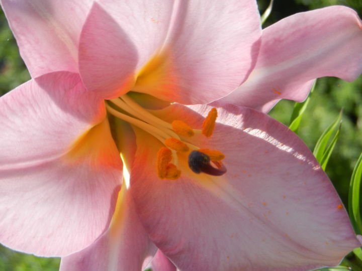 Fotografía titulada "De rose vêtue" por Brigitte Mathé (MBL), Obra de arte original