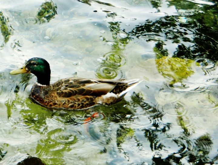 Photographie intitulée "Col Vert" par Brigitte Mathé (MBL), Œuvre d'art originale