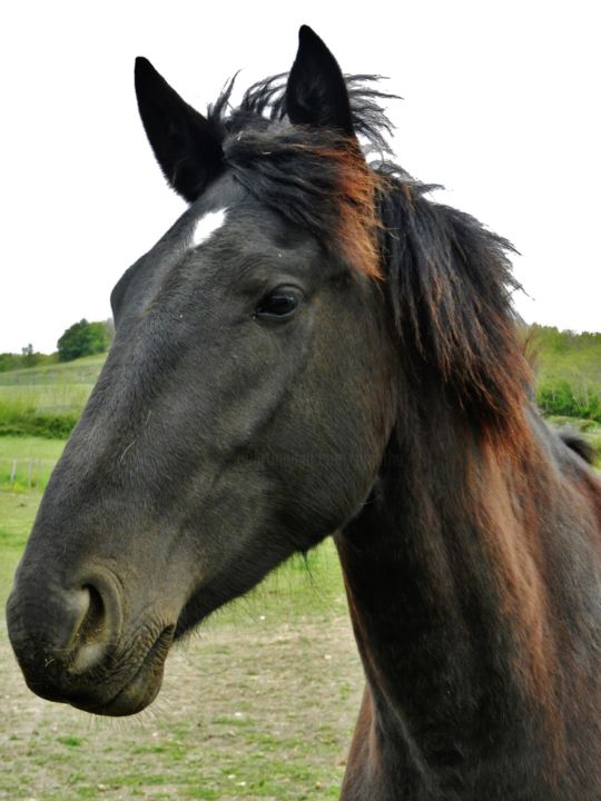 Fotografie mit dem Titel "Black horse" von Brigitte Mathé (MBL), Original-Kunstwerk