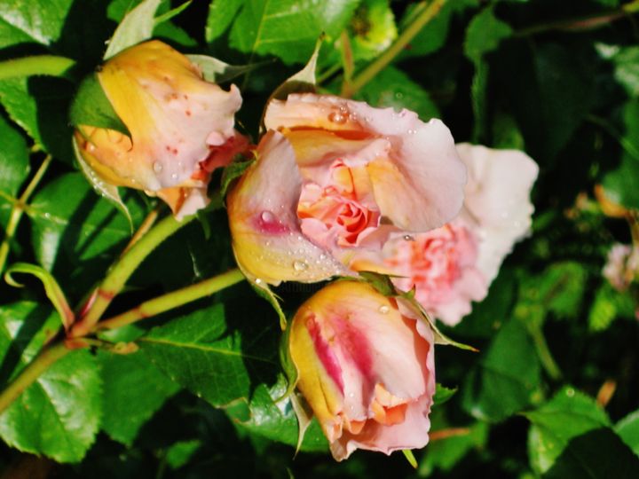 Photographie intitulée "Roses Roses 10" par Brigitte Mathé (MBL), Œuvre d'art originale