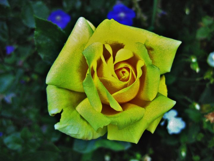 Photographie intitulée "Rose jaune 11" par Brigitte Mathé (MBL), Œuvre d'art originale