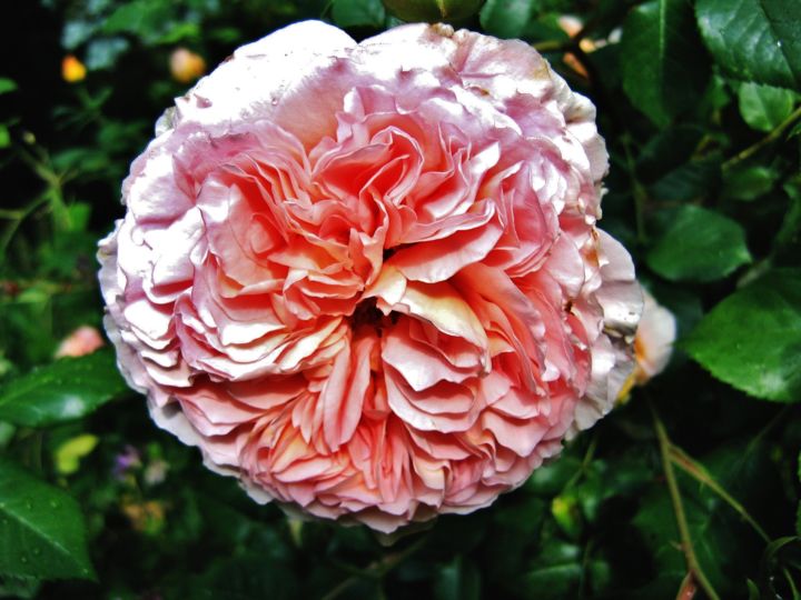 Photographie intitulée "Rose anglaise 12" par Brigitte Mathé (MBL), Œuvre d'art originale