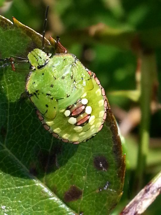 Photography titled "Green (punaise 2)" by Brigitte Mathé (MBL), Original Artwork