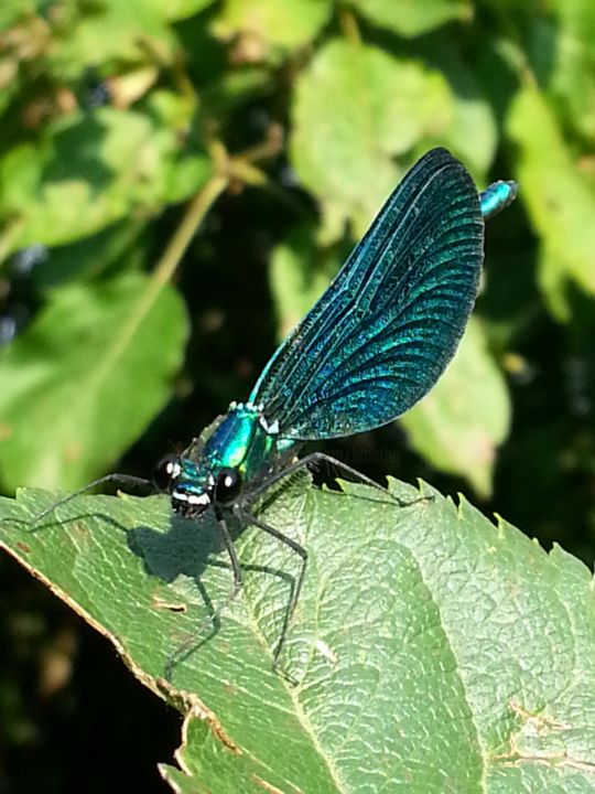 Fotografía titulada "Demoiselle en tenue…" por Brigitte Mathé (MBL), Obra de arte original