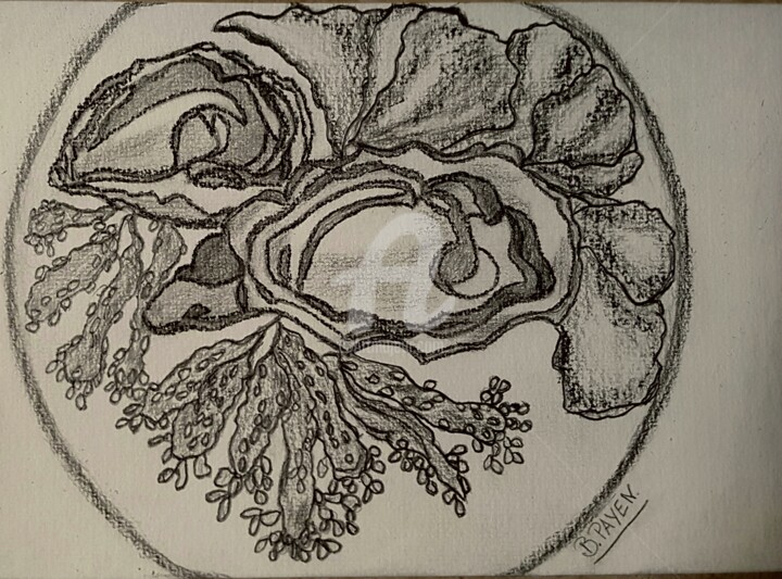 Drawing titled "Huîtres ouvertes, l…" by Brigitte Payen (B.PAYEN), Original Artwork, Graphite