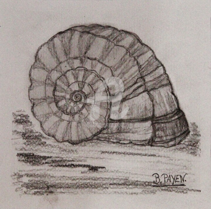 Dessin intitulée "Coquillage-le-nauti…" par Brigitte Payen (B.PAYEN), Œuvre d'art originale, Graphite