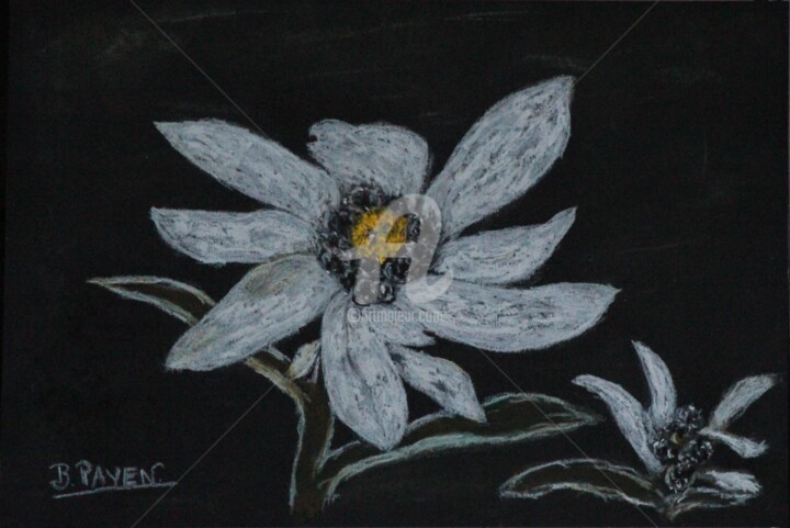 Dibujo titulada "Edelweiss" por Brigitte Payen (B.PAYEN), Obra de arte original, Pastel