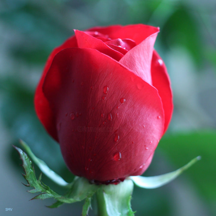 Fotografia intitolato "Beautiful Young Rose" da Sergei Smv, Opera d'arte originale, Fotografia digitale