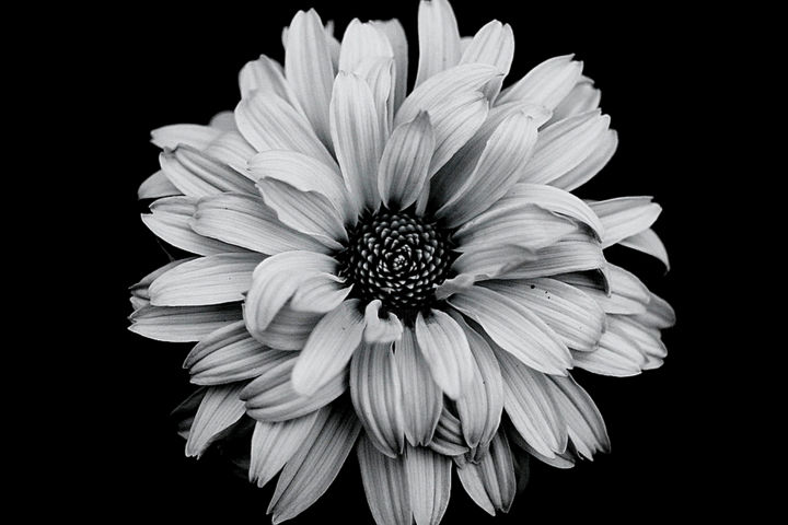 Фотография под названием "A Very Big Flower." - Dave English, Подлинное произведение искусства, Цифровая фотография