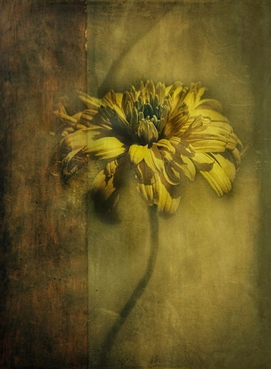 Photography titled "Decorative Flower." by Dave English, Original Artwork, Digital Photography
