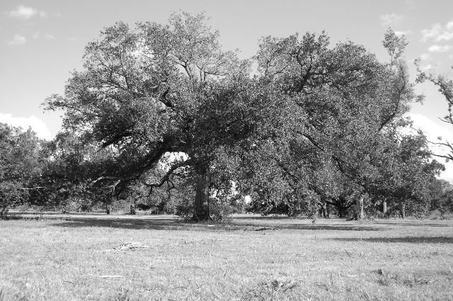 Photography titled "TREE.jpg" by Brooke Rochelle Robinson, Original Artwork