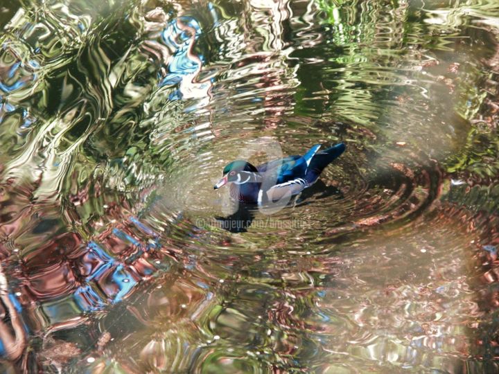 Фотография под названием "Wood duck with refl…" - B.Rossitto, Подлинное произведение искусства, Цифровая фотография