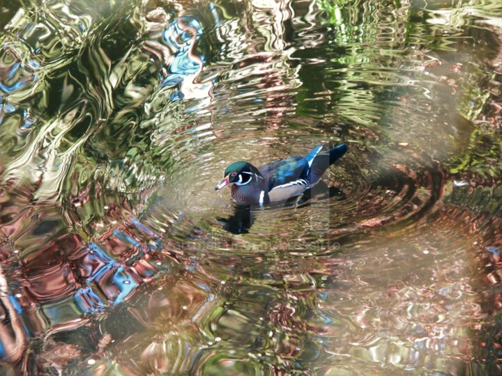 Fotografie getiteld "Wood duck with refl…" door B.Rossitto, Origineel Kunstwerk, Digitale fotografie