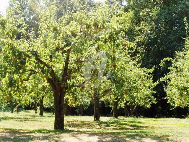 Φωτογραφία με τίτλο "Pear Tree Lit From…" από B.Rossitto, Αυθεντικά έργα τέχνης