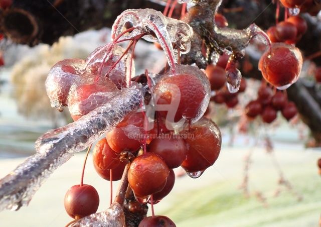 Fotografia intitolato "Icing on the Crabap…" da B.Rossitto, Opera d'arte originale