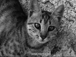 Photography titled "kika12.jpg" by Brstilo Sonja, Original Art,