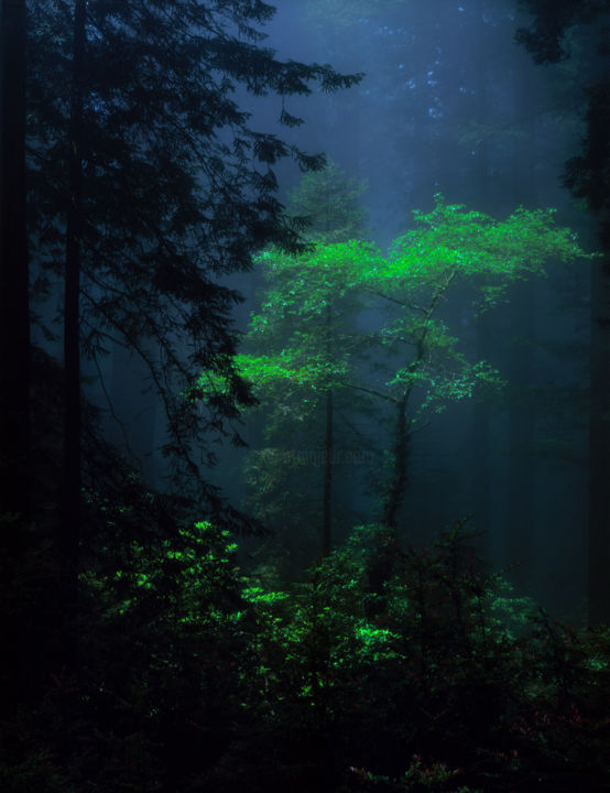 Photography titled "Light Amidst the Re…" by Bruce Herman, Original Art, Manipulated Photography