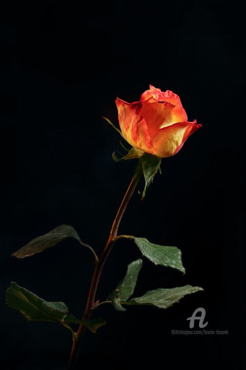 Fotografía titulada "Rose rouge et jaune" por Bruno Bisanti, Obra de arte original, Fotografía digital