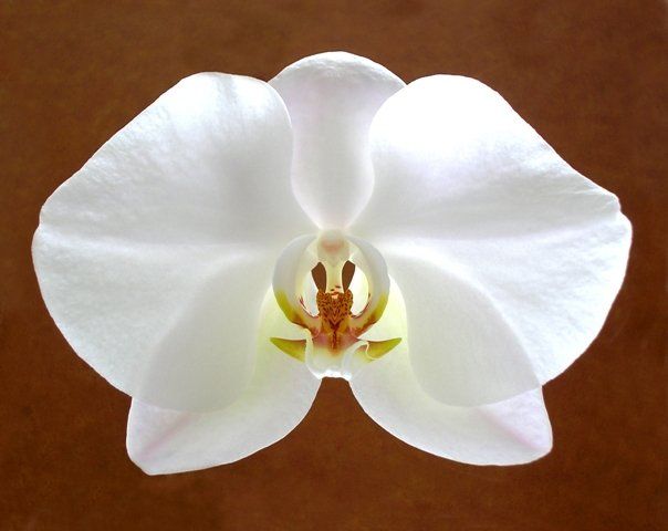Photography titled "White Orchid" by Mike Vukich, Original Artwork