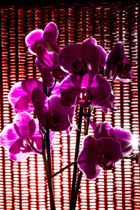 Photographie intitulée "fleurs-orchidees-22…" par Bulimages, Œuvre d'art originale