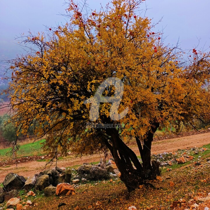 Photography titled "autumn" by Burak Akkayalı, Original Artwork, Non Manipulated Photography