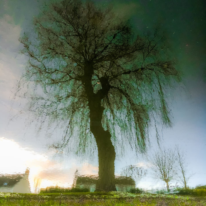 Photography titled "Tree two -S3" by C_cil, Original Artwork