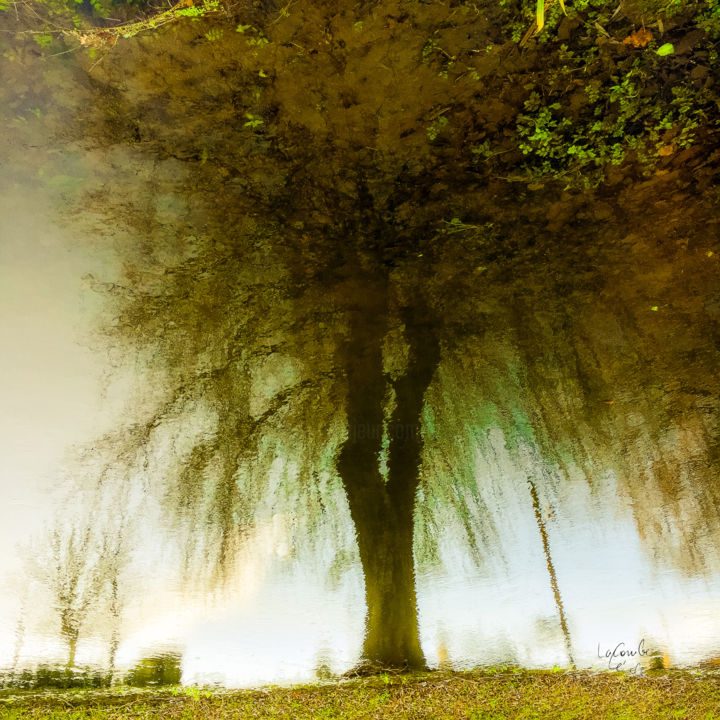 Photographie intitulée "Tree five -S3" par C_cil, Œuvre d'art originale