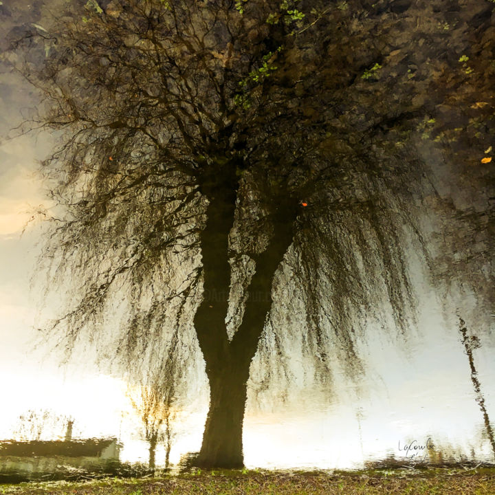 Fotografía titulada "Tree nine -S3" por C_cil, Obra de arte original