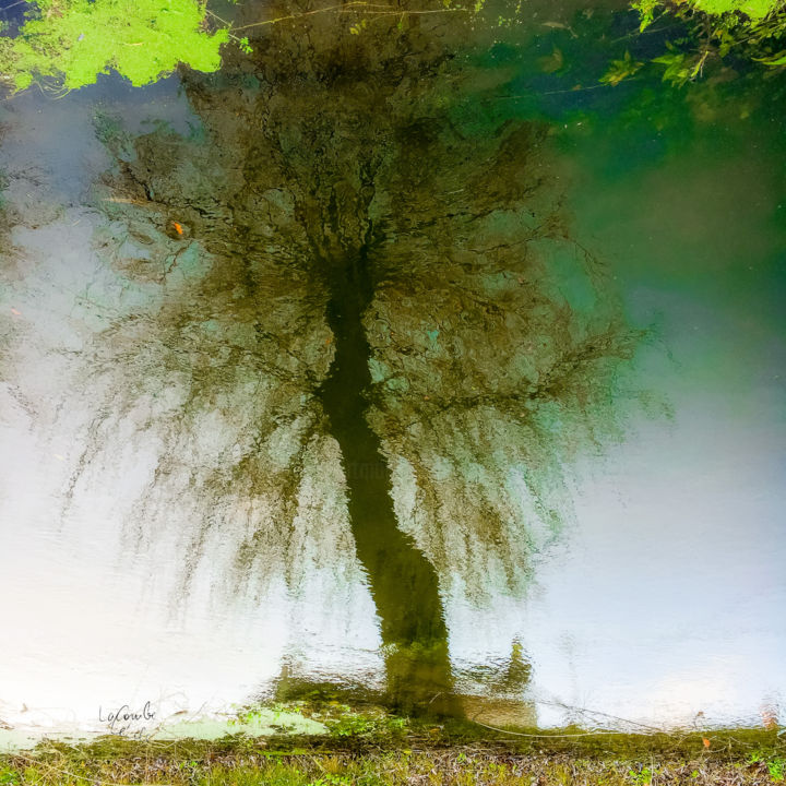 Photography titled "Tree fourteen -S3" by C_cil, Original Artwork