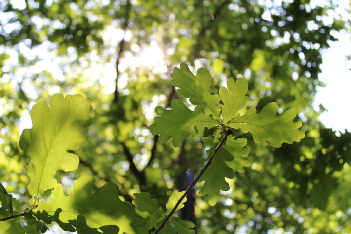 Photographie intitulée "feuilles.jpg" par C-Line, Œuvre d'art originale