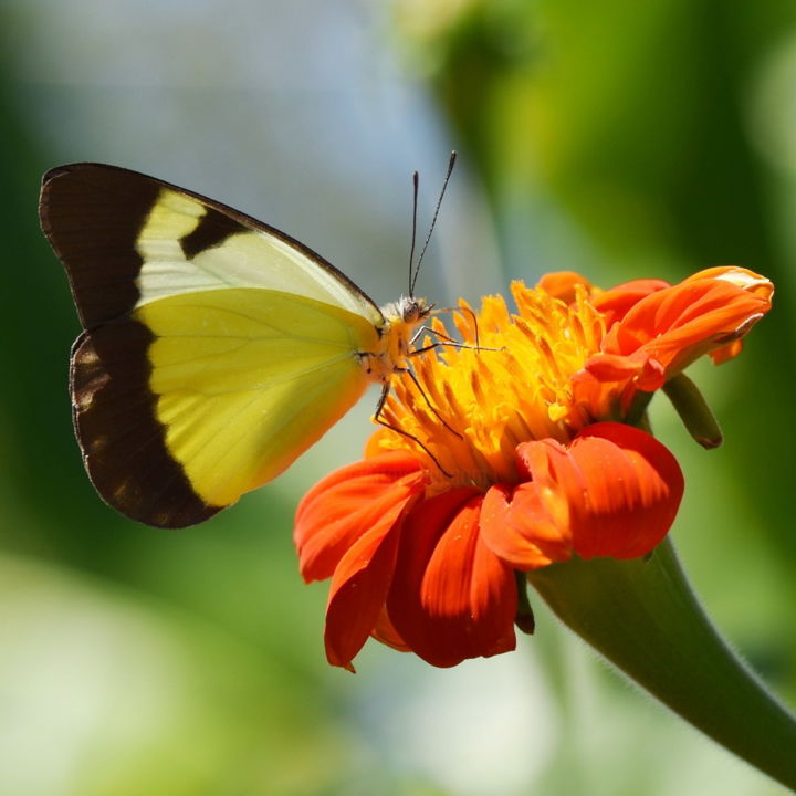 Fotografia intitulada "Mariposa sabre flor…" por Cesar Rincon, Obras de arte originais