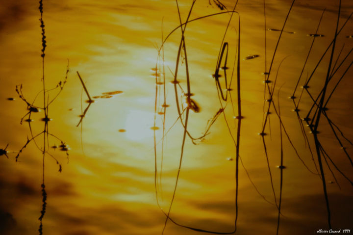 Photographie intitulée "soleil reflet dans…" par Ollivier Cacaud, Œuvre d'art originale