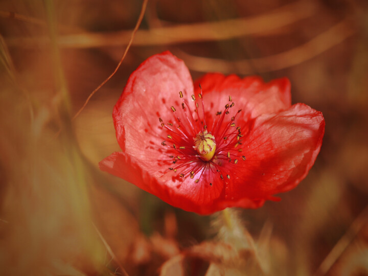 Photography titled "Coquelicot au vent" by Camély, Original Artwork, Digital Photography Mounted on Wood Stretcher frame