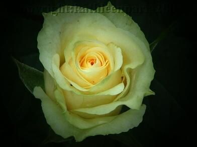 Photography titled "perfect" by Kathleen Zinkovitch, Original Art,