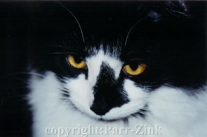 Fotografía titulada "staring kitty" por Kathleen Zinkovitch, Obra de arte original