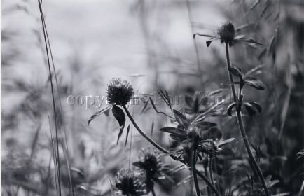 Photography titled "black and white(lit…" by Kathleen Zinkovitch, Original Artwork