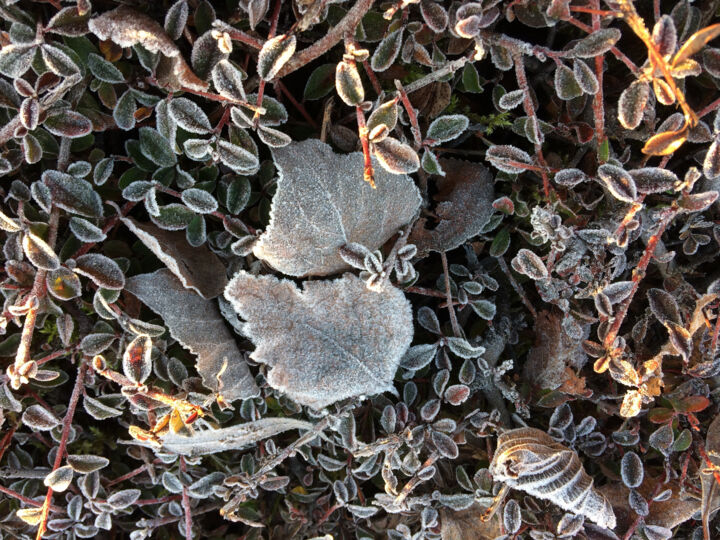 제목이 "Givre"인 사진 Camille R.로, 원작, 디지털