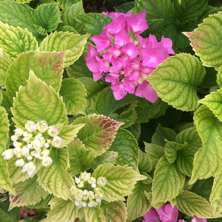 Photography titled "Les hortensias" by Camille R., Original Artwork, Non Manipulated Photography