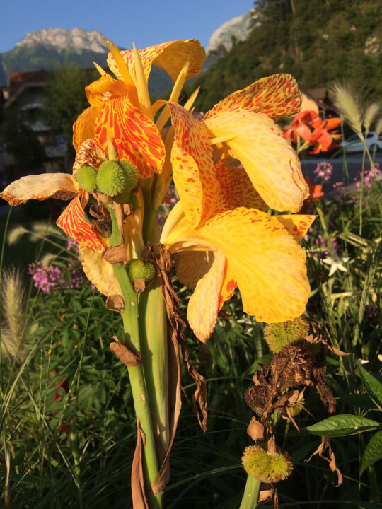 Fotografie getiteld "Fleur panthère" door Camille R., Origineel Kunstwerk, Niet gemanipuleerde fotografie