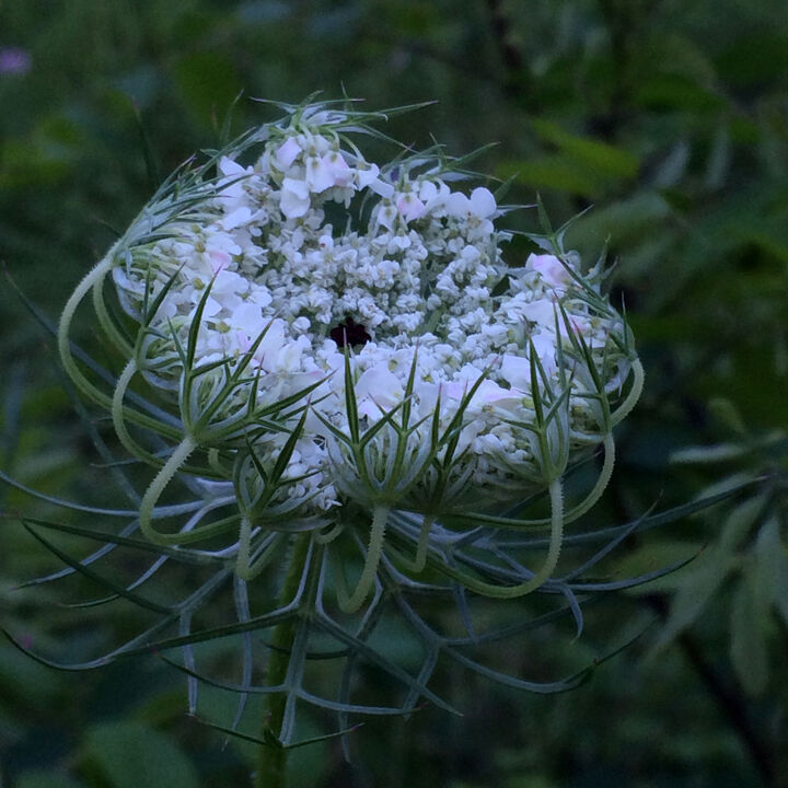 Fotografie getiteld "Blancheur dans le s…" door Camille R., Origineel Kunstwerk, Digitale fotografie